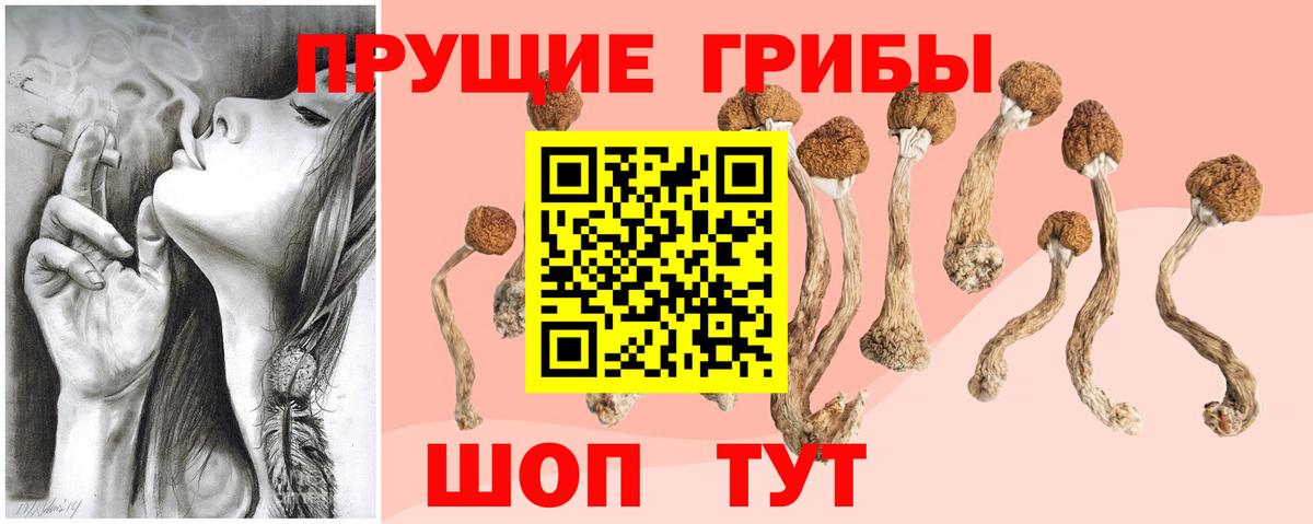 Галлюциногенные грибы Psilocybine cubensis  Вход с VPN  Вязьма 